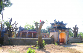 Cổ thụ đình làng bất ngờ bị cưa trụi trong đợt ra quân 'Ngày Chủ nhật xanh'