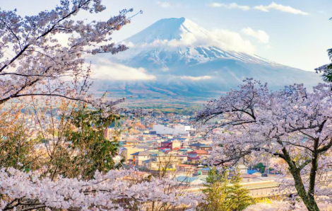 Nhật Bản hủy lễ hội hoa anh đào vì tình trạng du khách cư xử thiếu chuẩn mực