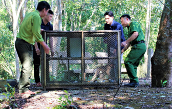 Cứu khỉ đuôi heo quý hiếm mắc lưới, thả về môi trường tự nhiên