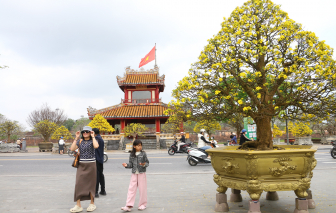 Hoàng mai khoe sắc ở Cố đô Huế