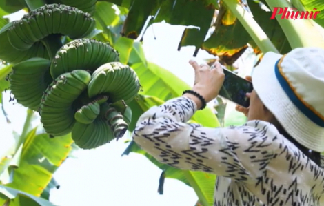 Nải chuối có hình dáng lạ, nhiều người muốn ‘săn’ về chưng tết dù giá cao
