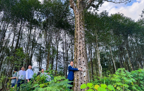 Xứ trầm hương nơi miền sơn cước