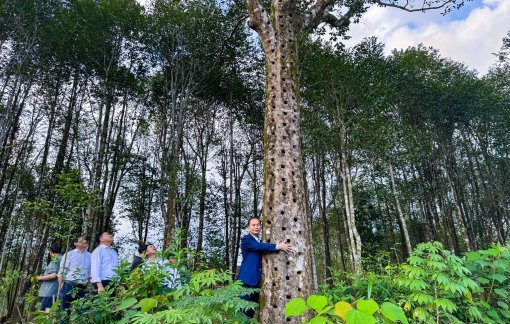 Xứ trầm hương nơi miền sơn cước