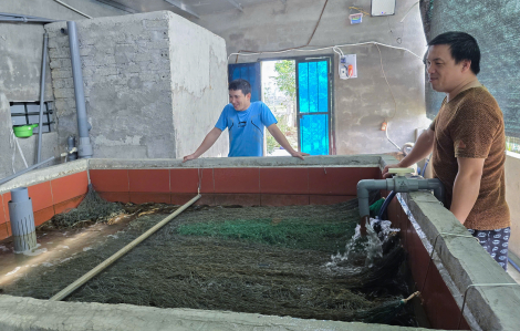 Tự ấp trứng lươn, mở lối làm giàu cho quê hương