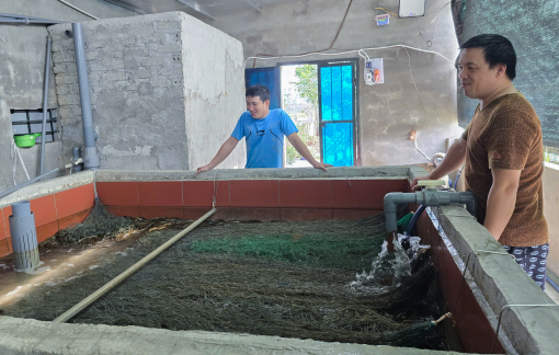 Tự ấp trứng lươn, mở lối làm giàu cho quê hương