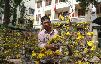 Nông dân vùng lũ mang sắc xuân về phố núi