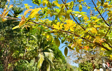 Không có tiền thưởng năm, tôi nghỉ việc, về quê ăn tết sớm