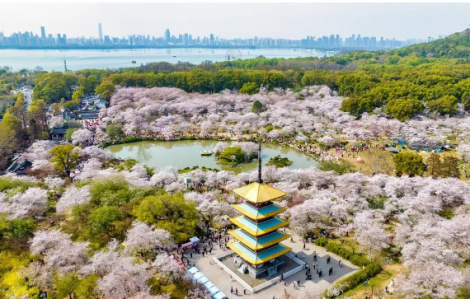 10 điểm đến lý tưởng ở Trung Quốc sắp bước vào mùa hoa rực rỡ nhất năm