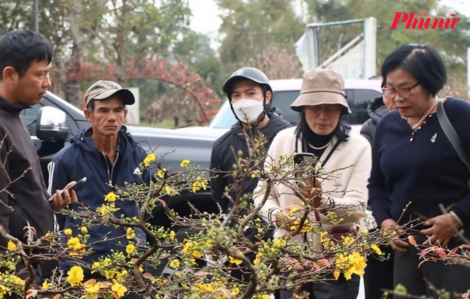 Mang mai tết đi gần 1.000km để bán, người đàn ông Gia Lai nhận kết quả bất ngờ