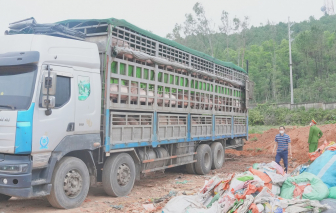 Phát hiện xe tải chở hơn 15 tấn heo mắc nhiễm dịch tả lợn châu Phi đi tiêu thụ