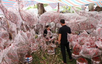 Công viên tràn ngập mai, đào, người ghé mua tấp nập