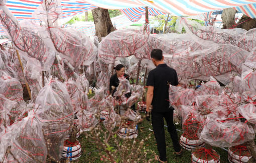 Công viên tràn ngập mai, đào, người ghé mua tấp nập