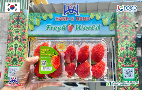 “Càng đỏ, càng ngọt”: Từ nông trại đến quầy kệ - Giá trị thực sự của dâu tây Hàn Quốc chín hoàn toàn