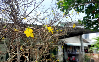 Cây mai 40 tuổi và cái tết khác đi sau trận lũ