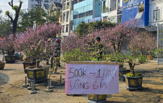 Đào, mai bung nở rực rỡ, người bán vội xả hàng