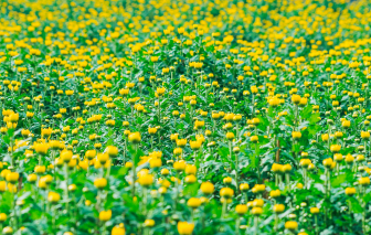 Vườn hoa đón tết