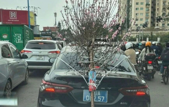 Xử phạt tài xế điều khiển xe biển xanh buộc cành đào che khuất biển số