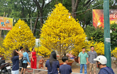 Cặp song mai gần 700 triệu đồng rực vàng, hút khách “check-in” tại chợ hoa Công viên Gia Định