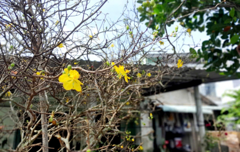 Cây mai 40 tuổi và cái tết khác đi sau trận lũ