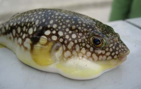 Sở An toàn thực phẩm 'điểm danh' thực phẩm có độc tố tự nhiên, người dân cần tránh xa