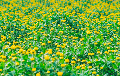 Vườn hoa đón tết