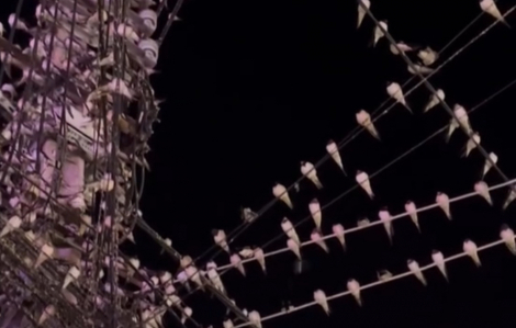 Hàng ngàn con chim đậu kín dây điện, cáp viễn thông ở Cần Thơ