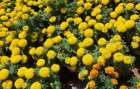 Mùa xuân đi qua những rẫy mía cháy