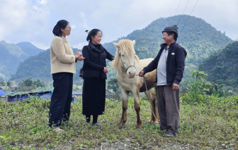 Năm Ngọ nói chuyện ngựa: Ngựa trong tâm thức đồng bào người Mông
