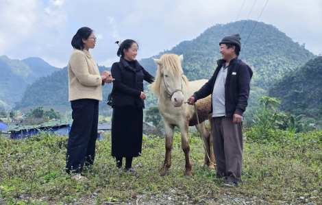 Năm Ngọ nói chuyện ngựa: Ngựa trong tâm thức đồng bào người Mông