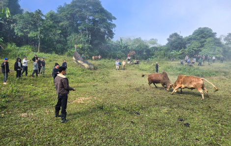 Lên núi xem hội chọi bò của người Mông