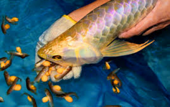 Ăn trứng cá cảnh, 13 người nhập viện cấp cứu