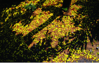 Có những mùa xuân đi qua trong lặng lẽ