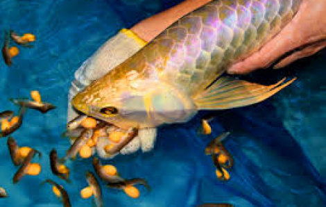 Ăn trứng cá cảnh, 13 người nhập viện cấp cứu