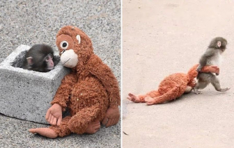 Chú khỉ Punch: Idol 6 tháng tuổi ôm gấu bông 'đi khắp thế gian'