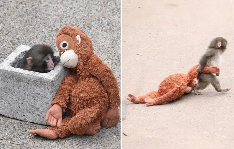 Chú khỉ Punch: Idol 6 tháng tuổi ôm gấu bông 'đi khắp thế gian'