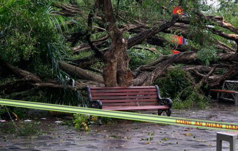 Cây xanh gãy đổ khiến 2 người bị thương