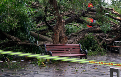 Cây xanh gãy đổ khiến 2 người bị thương