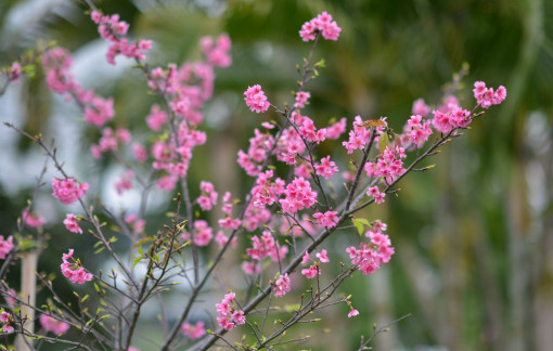 Những loại cây bạn có thể giâm cành sau tết