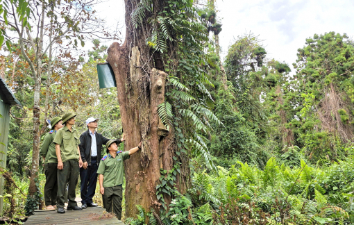 Những người ăn tết trong rừng thủy tùng