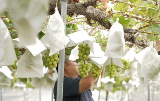 Tỉnh Yamanashi (Nhật Bản) quảng bá nho Shine Muscat tại thị trường Việt Nam