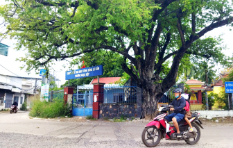 Cây me đầu đình