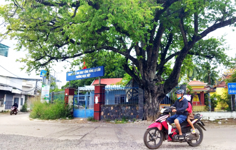 Cây me đầu đình