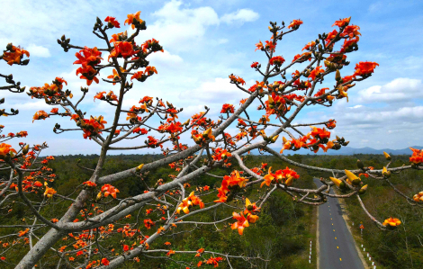 Say đắm mùa hoa pơ lang thắp lửa đại ngàn