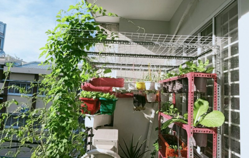 Đau đầu chuyện ở chung cư nhưng thích trồng cây xanh