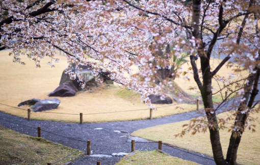 Kyushu – vùng đất đón mùa hoa anh đào sớm và yên bình ở Nhật Bản