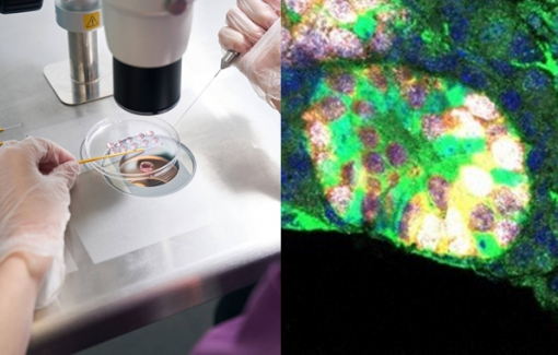 Nhật Bản nuôi cấy thành công tinh hoàn từ tế bào gốc của chuột