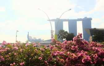 Những điểm ngắm hoa kèn hồng ở Singapore