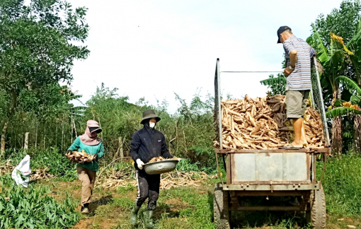 Lên đồi nhổ sắn