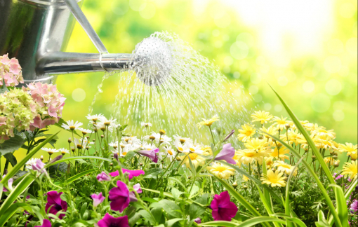 Tiết kiệm nước cho khu vườn với những mẹo hữu ích