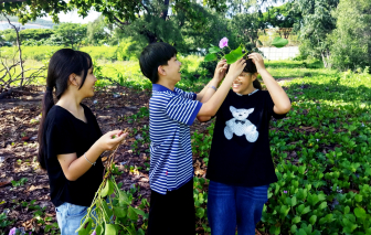 Chuyện về cây muống biển